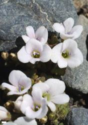 Veronica spathulata. Flowers. Scale = 1 mm.
 Image: P.J. Garnock-Jones © P.J. Garnock-Jones CC-BY-NC 3.0 NZ